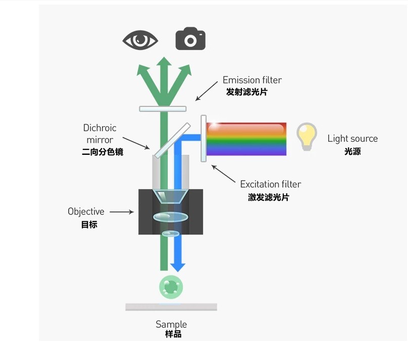 二向色鏡熒光顯微鏡分析應(yīng)用原理圖